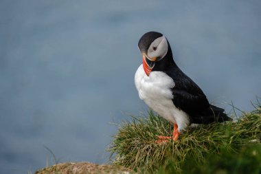 Renkli martı, İzlanda 'daki çimenli bir uçurumda zarif bir şekilde duruyor, aşağıdaki ışıl ışıl okyanusa bakıyor. Bu canlı kuşlar onu doğal ortamında büyüleyici bir konu haline getirirler..