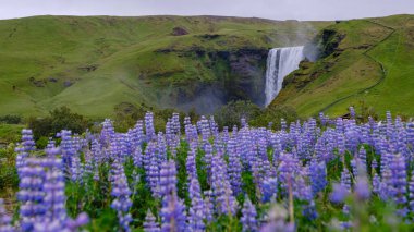 Skogafoss şelaleleri dramatik bir şekilde, canlı mor kır çiçekleri tarafından çerçevelenmiş. Yeşil tepeler arka planda yükseliyor, bulutlu bir günde İzlanda 'nın büyüleyici doğal güzelliğini tamamlıyor..