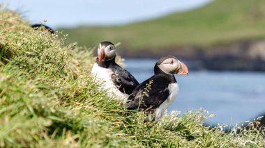 İki canlı martı, güneşli bir günde doğal güzelliklerle çevrili İzlanda kıyısı yakınlarındaki yemyeşil çimenlere tünemiştir. Bakkagerd, Doğu İzlanda, Puffinler.