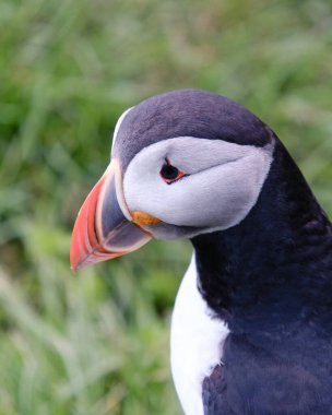 Bir martının yakın plan görüntüsü, çarpıcı siyah-beyaz tüylerinin yanı sıra canlı turuncu bir gaganın da altını çizer. Bakkagerd, Doğu İzlanda, Puffinler.