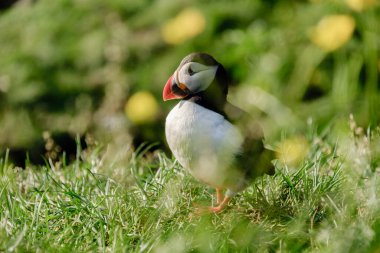 Canlı bir martı yeşil çimenlerin üzerinde zarif bir şekilde duruyor, ön planda renkli kır çiçekleri ile İzlanda 'nın nefes kesen yaban hayatının özünü yakalıyor. Bu an yazın güzelliğini vurguluyor..