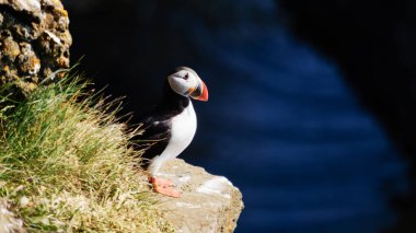 Renkli bir martı, yemyeşil yemyeşil ve sakin sulara tepeden bakan bir uçurumun kenarında gururla durur. Bu an İzlanda 'nın Raudanes Point' teki vahşi hayatının güzelliğini gösteriyor..