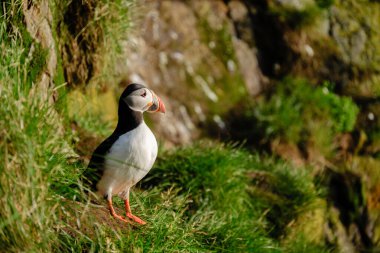 Canlı bir martı İzlanda 'da yemyeşil bir uçurumda duruyor, kendine özgü gagasını ve tüylerini gösteriyor..