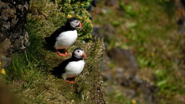 İki canlı martı Raudanes Point, İzlanda 'da yemyeşil çimlerin üzerinde dinleniyor ve sıcak güneş ışığının tadını çıkarıyorlar. Bu ücra yer nefes kesici kıyı manzarası ve canlı kuş yaşamı sunuyor..