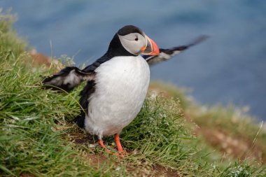 Canlı bir martı yemyeşil çimlerin üzerinde duruyor, kanatlarını çırparak uçmaya hazırlanıyor. Bakkagerd, Doğu İzlanda, Puffinler.