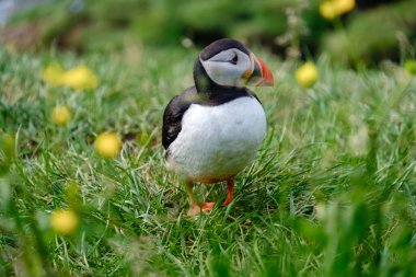 Canlı bir martı, İzlanda 'da canlı yeşil çimenlerin ve sarı çiçeklerin arasında duruyor..