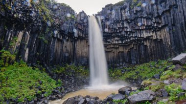 Svartifoss, Vatnajokull Ulusal Parkı, İzlanda 'daki bazalt sütunlarla çevrili kayalık bir havuza nefes kesici bir şelale düşer. Yeşillik, dramatik manzarayı güçlendirir..