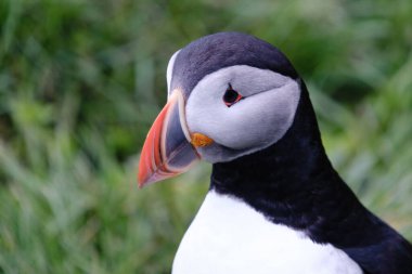 Meraklı bir martı, İzlanda 'da yemyeşil çimlerin arka planında çarpıcı gagasını ve belirgin işaretlerini sergiliyor. Kuş İzlanda vahşi hayatının güzelliğini somutlaştırıyor..