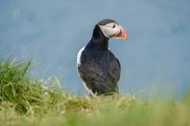 Tabutlar zarif bir şekilde İzlanda 'nın çimenli uçurumlarına tünemiş ve etrafları çarpıcı kıyı manzaralarıyla çevrili. Bakkagerd, Doğu İzlanda, Puffinler.