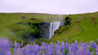 Yaz boyunca İzlanda 'nın güneyindeki volkanik bir dağdan Lupine çiçekleriyle akan Skogafoss şelalesinin dramatik manzarası
