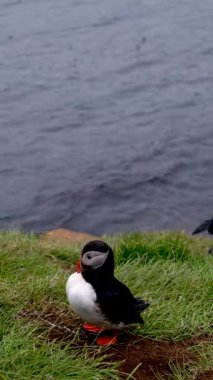 Parlak renkli martiniler, canlı bir yaz günü, okyanusun arka planına karşı neşeli doğalarını sergileyerek, İzlanda, Borgarfjordur 'un gür uçurumlarında gezinirler..