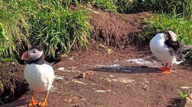 İki sevimli martı İzlanda 'nın yemyeşil çimlerinin üzerinde duruyor, nefes kesici doğal bir manzarayla çevrili. Canlı renkler ve büyüleyici maskaralıklar hoş bir ortam yaratır..