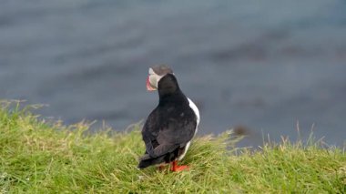 Parlak renkli martiniler İzlanda 'daki Borgarfjordur kayalıkları boyunca dururlar ve çarpıcı sahil manzaralarını görürler..