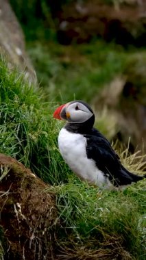 Parlak renkli martılar, İzlanda, Borgarfjordur 'daki kayalık yaşam alanlarını keşfediyorlar..