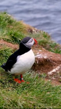 İzlanda 'daki Borgarfjordur kayalıkları boyunca yürüyen martılar engebeli manzaraya karşı canlı renklerini sergilerler. Bu büyüleyici an onların doğal yaşam alanlarını vurguluyor..