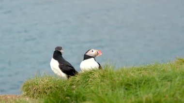 Renkli martılar, Borgarfjordur, İzlanda 'nın verimli kayalıklarında toplanarak etkileşim içinde oldukları ve güzel kıyı manzarasını gözlemledikleri neşeli davranışlarını sergilerler..