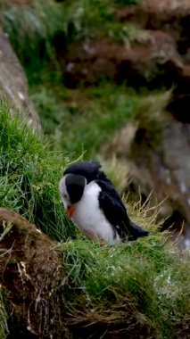 Nefes kesen Borgarfjordur uçurumlarında, martılar canlı otların arasında gezinerek yuva yapma mevsimine hazırlanıyor. Çekici varlıkları dramatik İzlanda manzarasına hayat veriyor..
