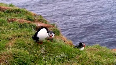 Puffinlerin İzlanda 'daki Borgarfjordur kayalıklarında gezindiği canlı atmosferi hissedin. Bu büyüleyici deniz kuşları eşsiz davranışlarını okyanus ve otların çarpıcı bir zeminine karşı sergiler..