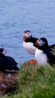 Renkli martılar Borgarfjordur, İzlanda 'nın engebeli kayalıklarında bir araya gelerek canlı gagalarını ve neşeli doğalarını sergilediler..