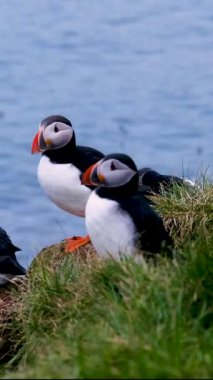 Borgarfjordur, İzlanda 'daki çimenli kayalıklarda, sıcak yaz güneşinin tadını çıkaran martılar toplanıyor. Renkli kuşlar parıldayan denizi izlerken ayırt edici özelliklerini sergilerler..