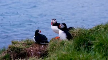 Üç Atlantik martısı İzlanda, Borgarfjordur Eystri 'nin çimenli kayalıklarında toplanır. Arka planda, Kuzey Atlantik 'in mavi suları yaz güneşini yansıtır..