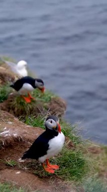 Borgarfjordur uçurumlarının engebeli zeminine karşı canlı marffinler, yemyeşil ve ışıl ışıl denizlerle çevrili kenar boyunca eğlenceli bir aktiviteye girişerek çarpıcı bir doğal görüntü yaratıyorlar..