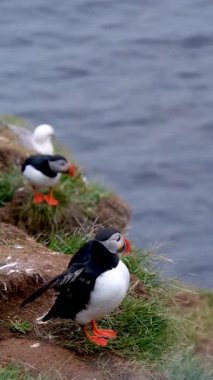 Borgarfjordur, İzlanda 'nın engebeli yamaçlarında gezinen renkli martılar dingin bir okyanusun arka planına karşı şakacı maskaralıklarını sergiliyorlar..