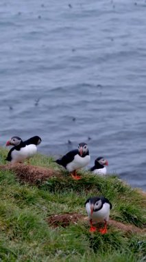 İzlanda 'daki Borgarfjordur Eystri' de bir grup Atlantik martısı Kuzey Atlantik 'e bakan çimenli bir uçurumda toplanır. Uzaklardan birkaçı uçuyor. İlkbahar.