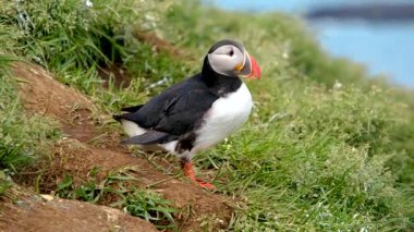 Canlı martılar Borgarfjordur, İzlanda 'nın dramatik uçurumlarında gezinirler..