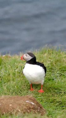 Renkli puffinler İzlanda 'daki Borgarfjordur' un nefes kesen uçurumlarının yanında tünemiş kanatlarını sergiliyorlar..