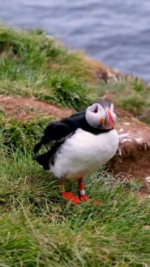 Borgarfjordur, İzlanda 'nın çimenli kayalıkları arasında kanat çırpan ve kıyı habitatlarını keşfeden renkli martılar görülebilir..