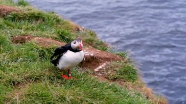 Bir Atlantik martısı, yaz mevsimi boyunca İzlanda 'nın Borgarfjordur kentindeki Kuzey Atlantik Okyanusu' na bakan çimenli bir uçurumun üzerinde uçmadan önce durur..