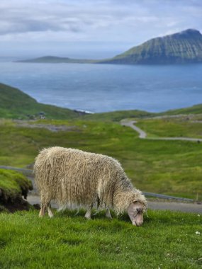 Faroe Adaları 'ndaki canlı yeşil çimlerde huzur içinde otlayan bir koyunun resimli görüntüsü. Arka planda dramatik tepeler ve sakin mavi sular yer alıyor ve sakin bir kırsal alan yaratıyor..