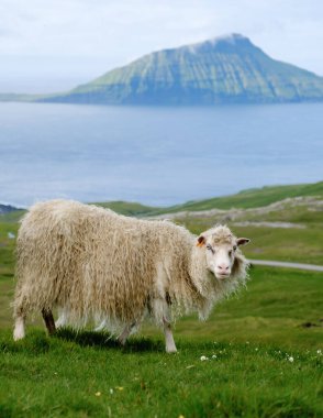 Faroe Adaları 'nın yemyeşil tepeleri arasında tüylü bir koyun huzur içinde kıyı şeridinde otluyor..