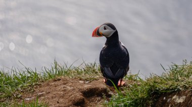 Canlı bir martı çimenli bir çıkıntıda durup İzlanda kıyılarının sakin sularına bakıyor. Doğal güzellik, bu uzak bölgedeki büyüleyici vahşi yaşamı ve çarpıcı manzarayı gözler önüne seriyor..