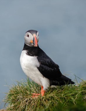 Neşeli bir martı, İzlanda 'da çimenli bir uçurumun kenarında duruyor ve dingin okyanusa bakıyor. Bakkagerd, Doğu İzlanda, Puffinler.