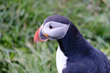 Canlı bir martıya yakın çekim, çarpıcı gagasını ve benzersiz özelliklerini sergiliyor. Bu büyüleyici kuş İzlanda 'nın yeşil otlarının arasına yerleşmiş, vahşi yaşamın özünü yakalıyor..