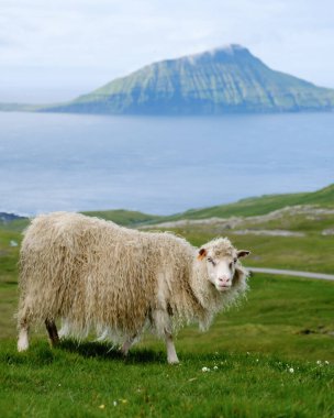 Yumuşak tüylü bir koyun, Faroe Adaları 'nın yemyeşil tepelerinde huzur içinde otlar. Sakin suların üzerinde yükselen çarpıcı dağ zeminiyle, mükemmel bir doğa güzelliği karışımı yaratır..