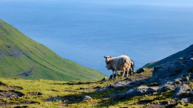Faroe Adaları 'nın çarpıcı tepelerine yerleşmiş tüylü bir koyun huzur içinde otluyor. Bereketli yeşil yamaçlar uçsuz bucaksız mavi okyanusla buluşur, dingin ve görkemli bir zemin yaratır..