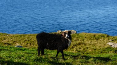 Bir Faroe koyunu, Kuzey Atlantik Okyanusu 'nun çarpıcı mavi sularına tepeden bakan yemyeşil çimenlerin üzerinde huzur içinde duruyor..