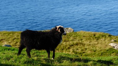 Bir Faroe koyunu canlı yeşil tepelerde zarif bir şekilde durur, sakin mavi okyanus Faroe Adaları 'nın arka planıdır.