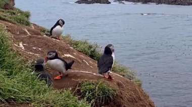 Canlı martiniler yemyeşil kayalıkların tepesinde toplanarak İzlanda 'nın engebeli kıyı şeridine karşı çarpıcı renklerini sergiliyorlar. Bu büyüleyici deniz kuşları okyanus yakınlarındaki doğal ortamlarının tadını çıkarıyorlar..