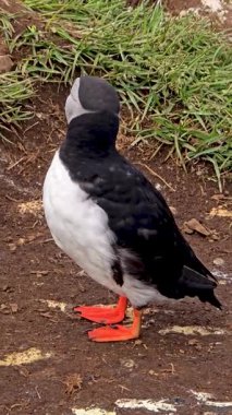Canlı bir martı, siyah beyaz tüylerini İzlanda 'nın topraksı arka planına karşı sergiliyor. Bu büyüleyici kuş İzlanda 'nın çeşitli vahşi yaşam ve doğal güzelliklerinin önemli bir parçası..