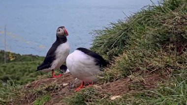 İki renkli martı İzlanda 'nın çarpıcı sahil şeridine bakan canlı yeşil uçurumlarda etkileşime girer. Onların oyuncu varlığı nefes kesen doğal manzaraya hayat katar..