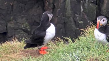 Renkli martılar yeşil bir uçurumun kenarında toplanarak engebeli İzlanda arka planına karşı ayırt edici gagalarını sergiliyorlar. Doğal güzellik ve vahşi yaşamla dolu sakin bir sahne..