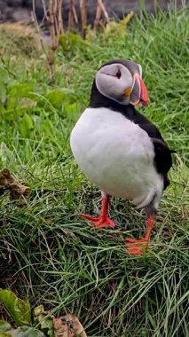 Renkli bir martı yemyeşil çimenlerin üzerine tünemiş, çarpıcı gagasını ve canlı tüylerini sergiliyor..