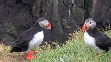 Renkli martılar, İzlanda kıyı şeridindeki dramatik uçurumların yakınındaki yemyeşil otlakları keşfediyorlar. Bu hareketli aktivite, vahşi yaşamın özünü çarpıcı bir doğal ortamda yakalıyor..