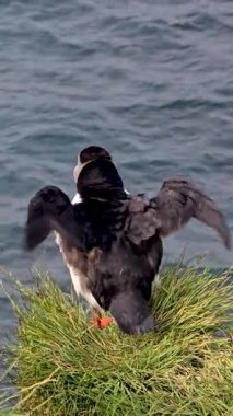 Bir martı, İzlanda 'daki Atlantik Okyanusu kıyısındaki çimenli bir uçurumdan havalanmaya hazırlanırken kanatlarını açar. Canlı renkler ve dinamik hareket İzlanda yaban hayatının özünü yakalıyor.