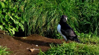 Renkli bir martı gururla durur İzlanda 'da yemyeşil çimlerin üzerinde.
