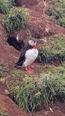 Çekici bir martı İzlanda 'da canlı yeşil çimlerin arasında duruyor, belirgin işaretlerini ve parlak renkli gagasını sergiliyor..